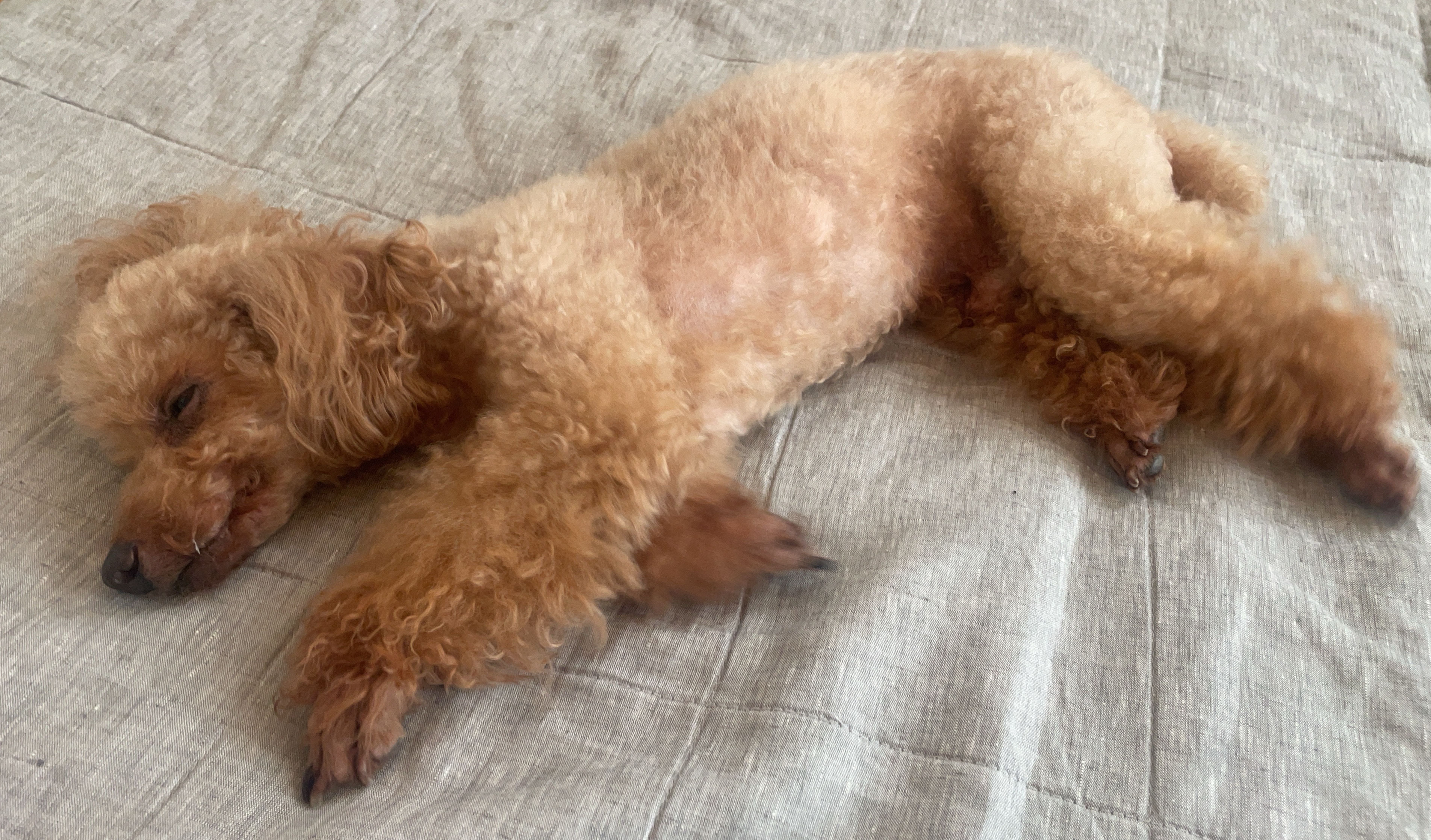 愛犬の睡眠、知ってますか? | 睡眠の質を高める