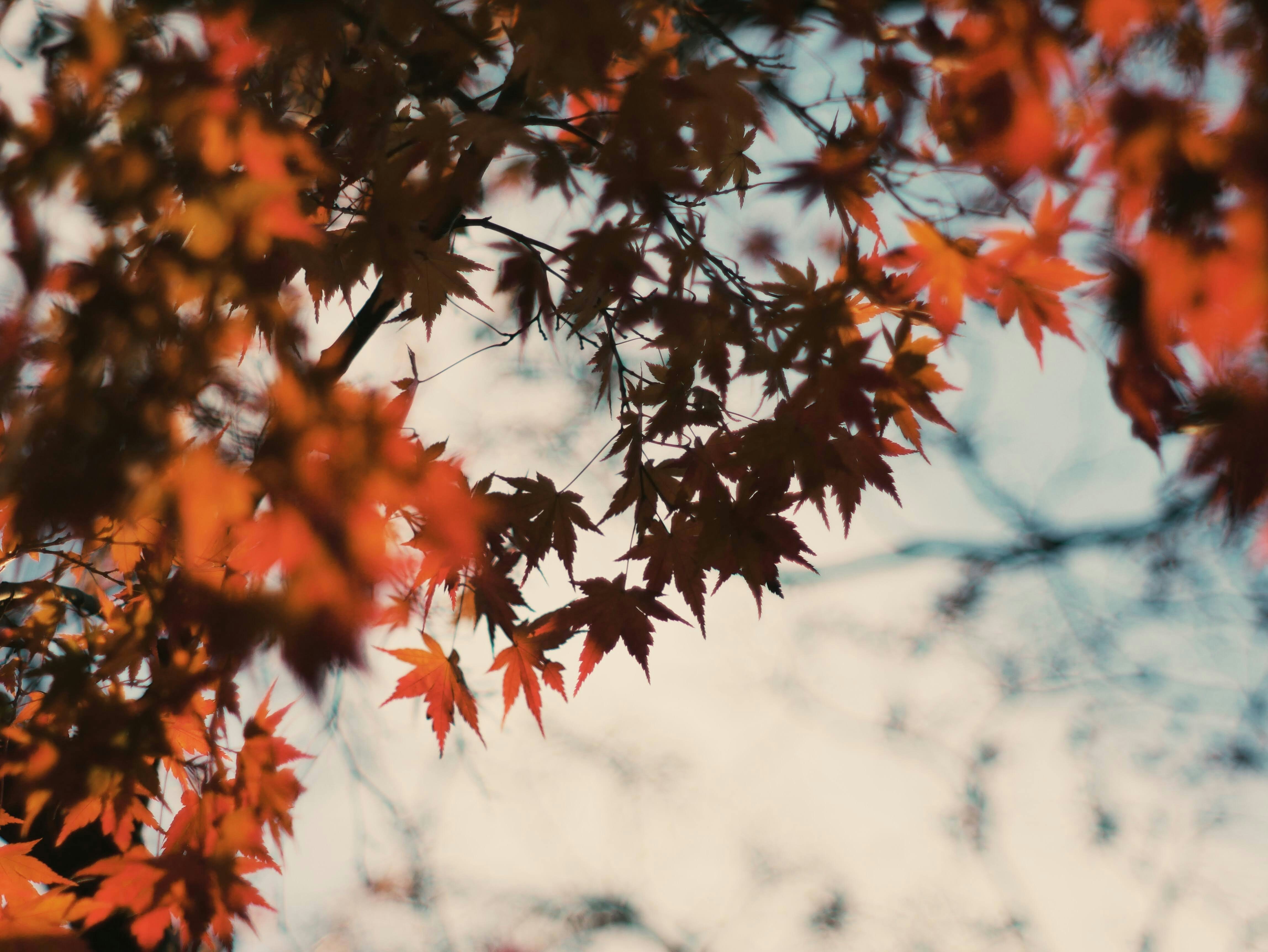🍂秋バテにご注意！秋のぐっすり睡眠術 | 身体の不調