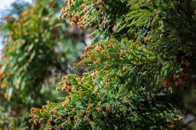 岐阜で花粉症の方へ｜鼻づまりで眠れない人のための枕と寝具の整え方 | 睡眠時の問題